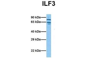 Western Blotting (WB) image for anti-Interleukin enhancer-binding factor 3 (ILF3) (N-Term) antibody (ABIN2780867)
