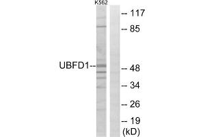 Western blot analysis of extracts from K562 cells, using UBFD1 antibody. (UBFD1 Antikörper  (C-Term))