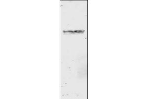 Image no. 2 for anti-Glutathione S Transferase (GST) antibody (ABIN226631) (GST Antikörper)