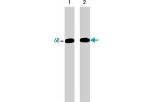 Western blot analysis of human Jurkat cells treated with pervanadate (1 mM) for 30 min (lane 1 & 2). (SHP1 Antikörper  (C-Term))