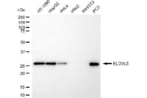 Western blotting analysis using ELOVL5 antibody (ABIN7798435).