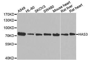 Western blot analysis of extracts of various cell lines, using HAS3 antibody. (HAS3 Antikörper  (AA 67-281))