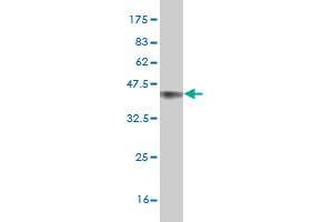 Western Blot detection against Immunogen (35. (NPAS2 Antikörper  (AA 646-738))