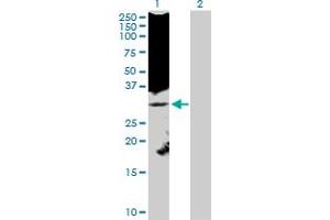 Western Blot analysis of KLK8 expression in transfected 293T cell line by KLK8 MaxPab polyclonal antibody.
