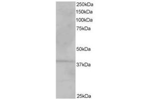 Image no. 1 for anti-Vacuolar Protein Sorting-Associated Protein 26A (VPS26A) (C-Term) antibody (ABIN374399) (VPS26A Antikörper  (C-Term))