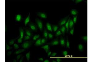 Immunofluorescence (IF) image for anti-Leucine Rich Repeat (In FLII) Interacting Protein 1 (LRRFIP1) (AA 675-784) antibody (ABIN522657)