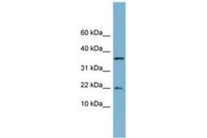 Image no. 1 for anti-Dual Specificity Phosphatase 10 (DUSP10) (N-Term) antibody (ABIN6742090) (DUSP10 Antikörper  (N-Term))