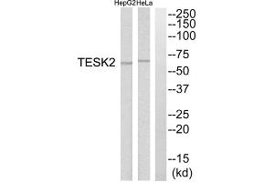 Western blot analysis of extracts from HepG2 cells and HeLa cells, using TESK2 antibody. (TESK2 Antikörper  (Internal Region))