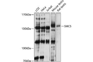 Western blot analysis of extracts of various cell lines, using SMC5 antibody (ABIN1682829, ABIN3015966, ABIN3015967 and ABIN6219480) at 1:3000 dilution. (SMC5 Antikörper  (AA 872-1101))