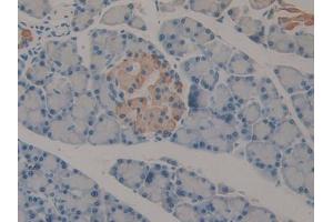 IHC-P analysis of Rat Pancreas Tissue, with DAB staining. (IFNA2 Antikörper  (AA 24-192))
