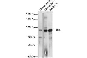 Western blot analysis of extracts of various cell lines, using DTL antibody (ABIN6133220, ABIN6139847, ABIN6139848 and ABIN6215737) at 1:3000 dilution. (CDT2/RAMP Antikörper  (AA 541-730))