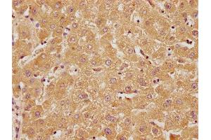 IHC image of ABIN7140114 diluted at 1:100 and staining in paraffin-embedded human liver tissue performed on a Leica BondTM system. (RTN4RL2 Antikörper  (AA 355-372))