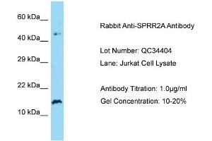 Host: Rabbit Target Name: SPRR2A Sample Type: Human Jurkat Antibody Dilution: 1. (SPRR2A Antikörper  (N-Term))