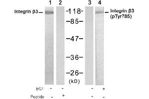 Image no. 1 for anti-Integrin beta 3 (ITGB3) (Tyr785) antibody (ABIN319337) (Integrin beta 3 Antikörper  (Tyr785))