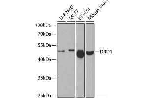 Western blot analysis of extracts of various cell lines using DRD1 Polyclonal Antibody at dilution of 1:500. (Dopamine Receptor d1 Antikörper)