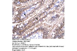 Human Intestine (CLDN8 Antikörper  (C-Term))