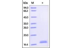 Biotinylated Human TNF-alpha on SDS-PAGE under reducing (R) condition. (TNF alpha Protein (AA 77-233) (Biotin))