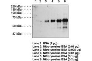 Image no. 1 for anti-Nitrotyrosine antibody (ABIN292939) (Nitrotyrosine Antikörper)