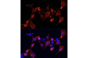 Immunofluorescence analysis of NIH-3T3 cells using CLUH Polyclonal Antibody  at dilution of 1:100 (40x lens). (CLUH Antikörper  (AA 1120-1309))