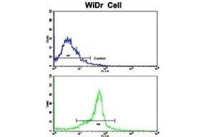 Flow cytometric analysis of widr cells using PTP4A2 Antibody (Center)(bottom histogram) compared to a negative control cell (top histogram). (PTP4A2 Antikörper  (AA 32-59))