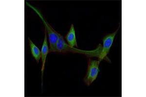 Immunofluorescence analysis of NIH/3T3 cells using EGF mouse mAb (green). (EGF Antikörper)