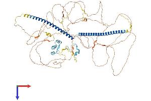 Retinoblastoma Binding Protein 8 Protein (RBBP8) (AA 1-897) (His tag)