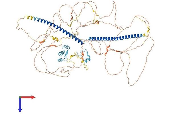 Retinoblastoma Binding Protein 8 Protein (RBBP8) (AA 1-897) (His tag)