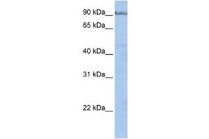 Western Blotting (WB) image for anti-Protocadherin alpha 5 (PCDHA5) antibody (ABIN2459279)