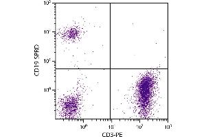 Human peripheral blood lymphocytes were stained with Mouse Anti-Human CD19-SPRD. (CD19 Antikörper  (SPRD))