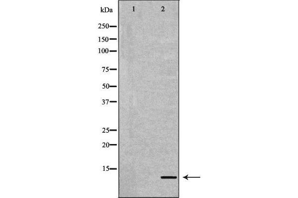 Apolipoprotein C-II Antikörper  (Internal Region)