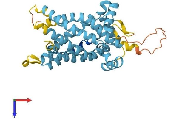 SLC25A18 Protein (AA 1-315) (His tag)