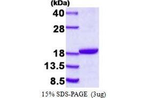 Image no. 1 for Destrin (Actin Depolymerizing Factor) (DSTN) protein (His tag) (ABIN1098314)