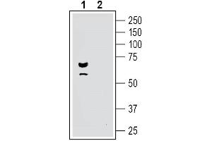 Western blot analysis of human SH-SY5Y neuroblastoma cell line lysate:1. (Parkinson Protein 2, E3 Ubiquitin Protein Ligase (Parkin) (PARK2) Peptid)