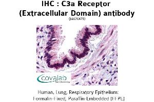 Image no. 1 for anti-Complement Component 3a Receptor 1 (C3AR1) (2nd Extracellular Domain) antibody (ABIN1732492) (C3AR1 Antikörper  (2nd Extracellular Domain))