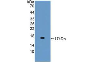 Western blot analysis of recombinant Mouse DDT. (DDT Antikörper  (AA 2-118))