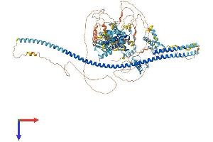 DZIP3 Protein (AA 1-1204) (His tag)