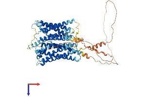 Otopetrin 1 Protein (OTOP1) (AA 1-612) (His tag)