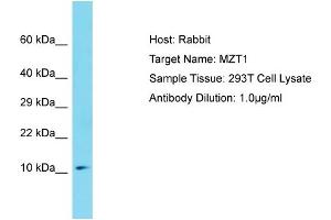 Host: Rabbit Target Name: MZT1 Sample Tissue: Human 293T Whole Cell Antibody Dilution: 1ug/ml (MZT1 Antikörper  (Middle Region))