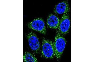 Immunofluorescence (IF) image for anti-MutY Homolog (E. Coli) (MUTYH) antibody (ABIN3004059)