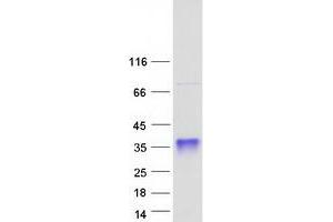 Validation with Western Blot (SSU72 Protein (Myc-DYKDDDDK Tag))