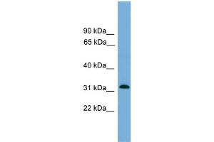 WB Suggested Anti-MRPS2  Antibody Titration: 0. (MRPS2 Antikörper  (Middle Region))