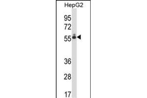 DEF8 Antikörper  (C-Term)