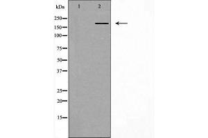 Western blot analysis of extracts from HeLa cells, using IQGAP1 antibody.