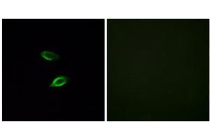 Immunofluorescence analysis of HUVEC cells, using GPR157 antibody. (GPR157 Antikörper  (Internal Region))