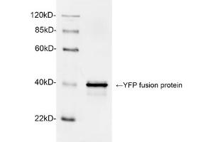 Western blot analysis of YFP fusion protein using 1 µg/mL Rabbit Anti-GFP Polyclonal Antibody (ABIN398857) The signal was developed with IRDyeTM 800 Conjugated Goat Anti-Rabbit IgG. (GFP Antikörper)