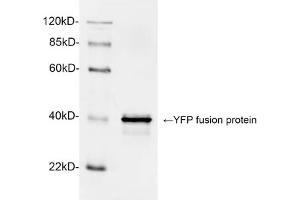 Western blot analysis of YFP fusion protein using 1 µg/mL Rabbit Anti-GFP Polyclonal Antibody (ABIN398857) The signal was developed with IRDyeTM 800 Conjugated Goat Anti-Rabbit IgG. (GFP Antikörper)