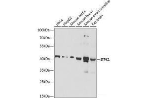 Western blot analysis of extracts of various cell lines using ITPK1 Polyclonal Antibody at dilution of 1:1000. (ITPK1 Antikörper)