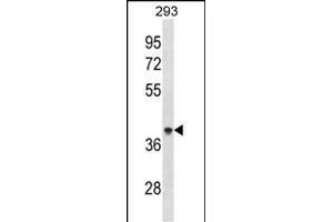AC Antibody (Center) (ABIN1881041 and ABIN2838862) western blot analysis in 293 cell line lysates (35 μg/lane). (ACAA1 Antikörper  (AA 147-176))