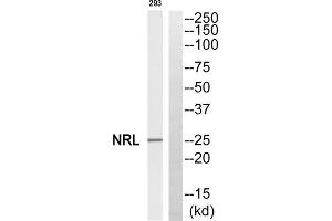 Western blot analysis of extracts from 293 cells, using NRL antibody. (NRL Antikörper  (N-Term))