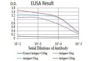 Black line: Control Antigen (100 ng),Purple line: Antigen (10 ng), Blue line: Antigen (50 ng), Red line:Antigen (100 ng) (APEX1 Antikörper  (AA 219-318))